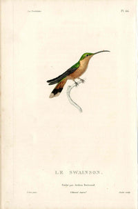 Lesson Hummingbird Le Swainson LHB10