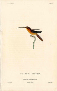 Lesson Hummingbird Colibri David LHB11
