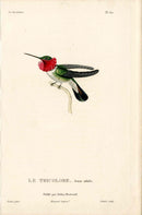 Lesson Hummingbird Le Tricolore, Jeune LHB12 - Panteek Antique Prints