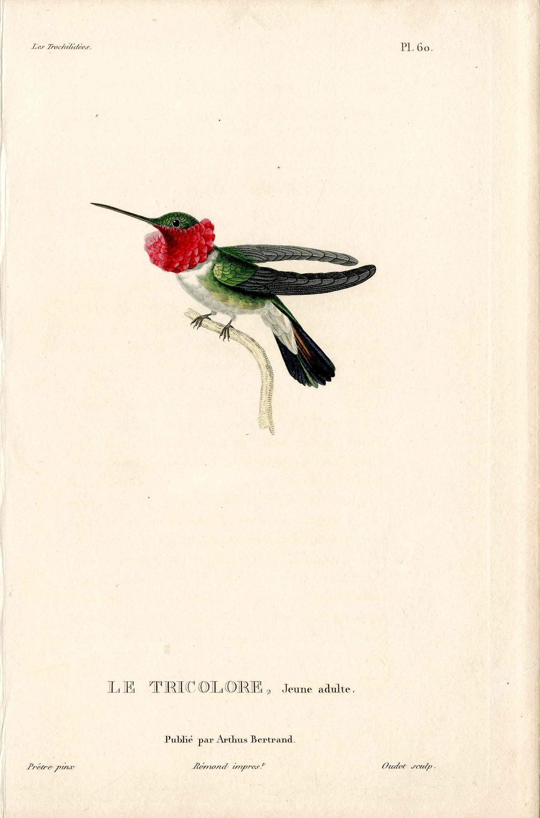 Lesson Hummingbird Le Tricolore, Jeune LHB12