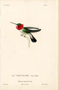 Lesson Hummingbird Le Tricolore, Jeune LHB12 - Panteek Antique Prints