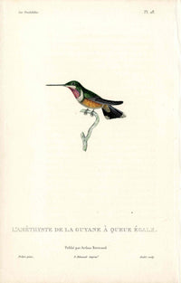 Lesson Hummingbird L'Améthyste Guyane LHB13