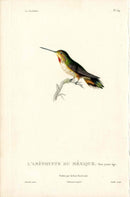 Lesson Hummingbird L'Améthyste Mexique LHB14