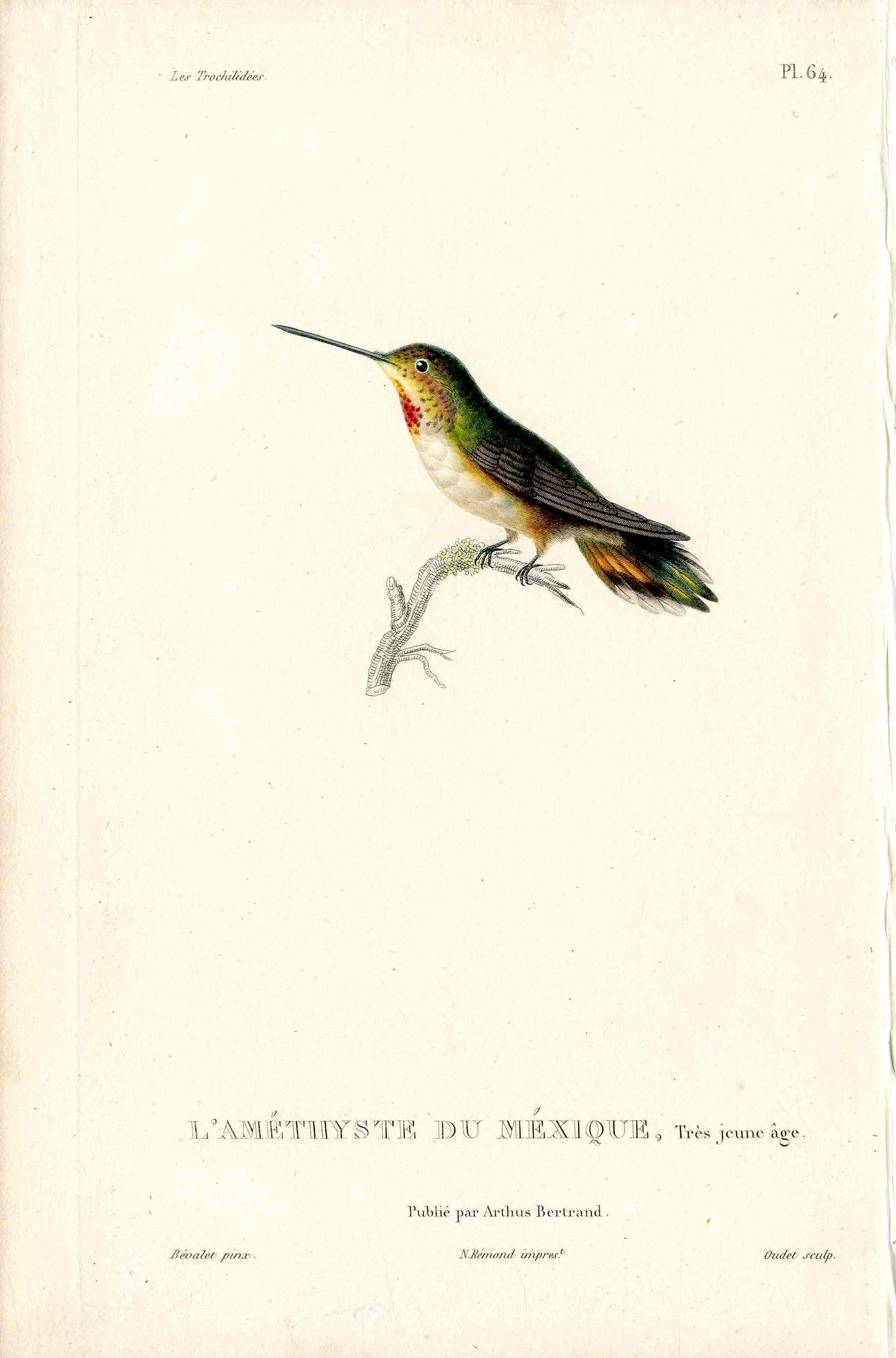 Lesson Hummingbird L'Améthyste Mexique LHB14