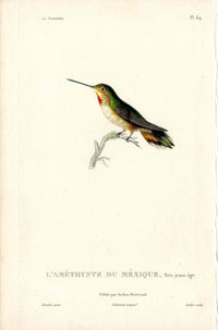 Lesson Hummingbird L'Améthyste Mexique LHB14