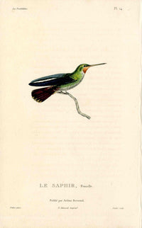 Lesson Hummingbird Saphir, Femelle LHB16