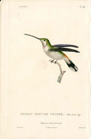 Lesson Hummingbird Vesper, Mâle LHB19