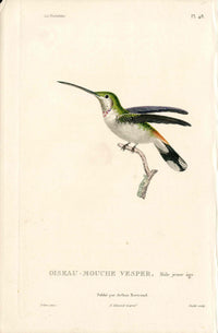 Lesson Hummingbird Vesper, Mâle LHB19