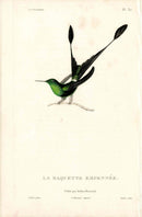 Lesson Hummingbird Raquette Empennée LHB20