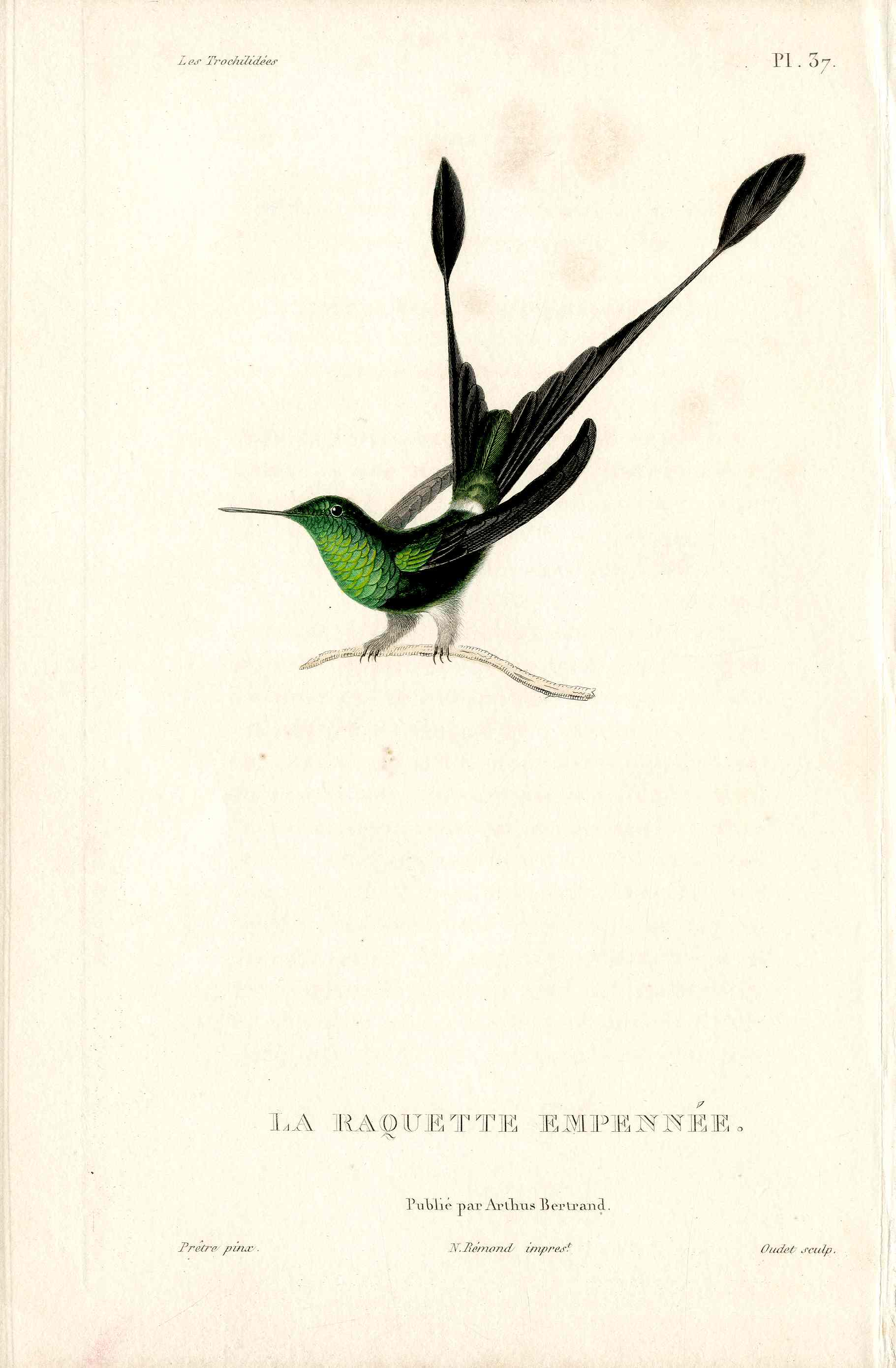 Lesson Hummingbird Raquette Empennée LHB20