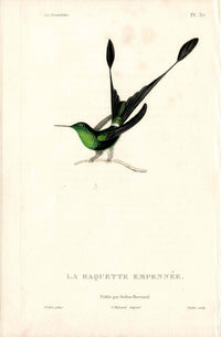 Lesson Hummingbird Raquette Empennée LHB20