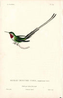 Lesson Hummingbird Cora, Adulte LHB21