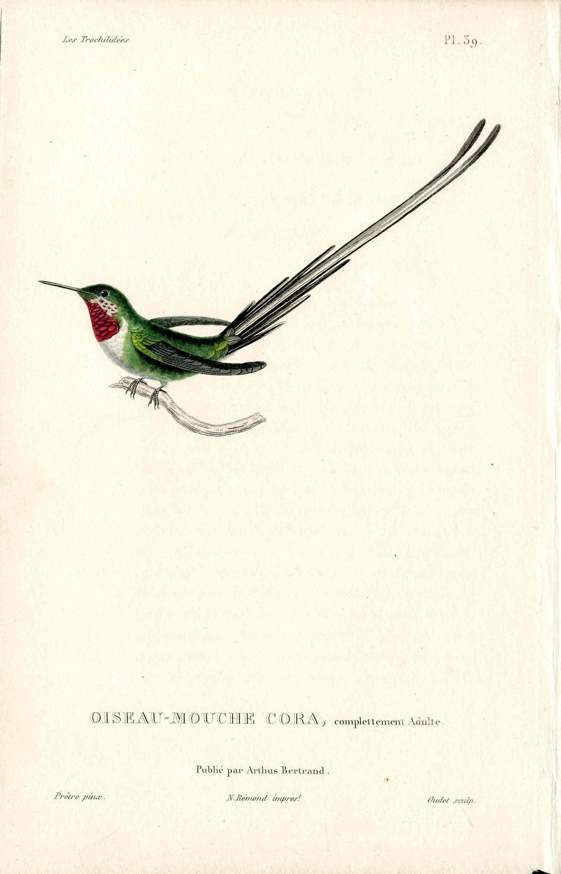 Lesson Hummingbird Cora, Adulte LHB21