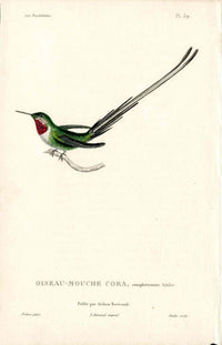 Lesson Hummingbird Cora, Adulte LHB21