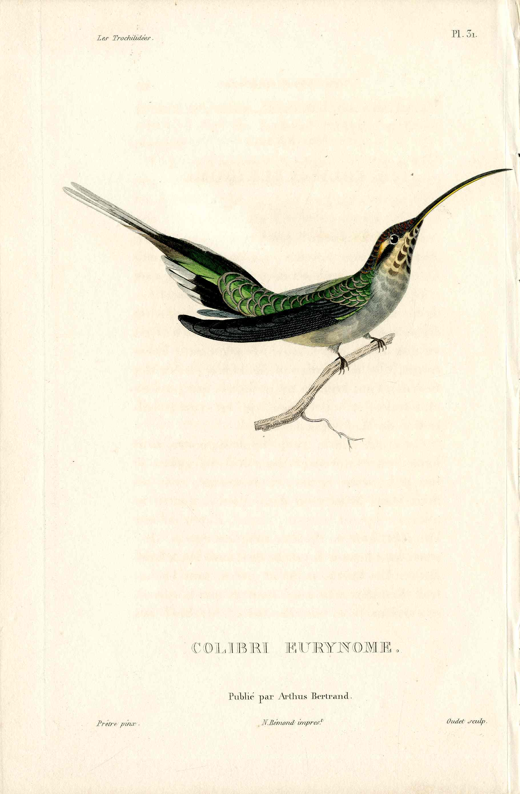 Lesson Hummingbird Colibri Eurynome LHB22