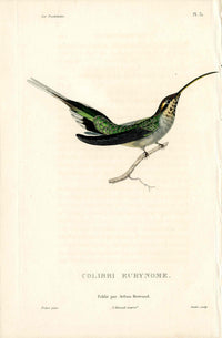 Lesson Hummingbird Colibri Eurynome LHB22