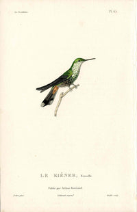 Lesson Hummingbird Kiener, Femelle LHB25