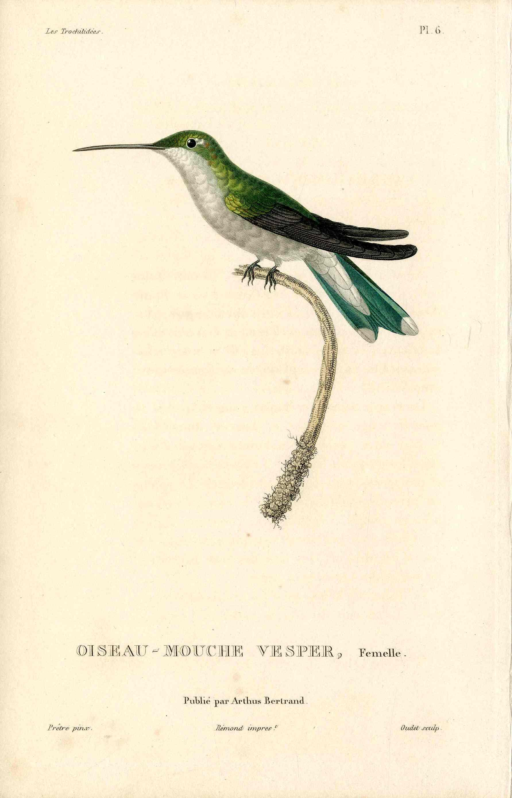 Lesson Hummingbird Vesper, Femelle LHB26