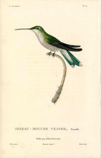 Lesson Hummingbird Vesper, Femelle LHB26