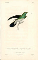 Lesson Hummingbird A Ventre Blanc LHB28