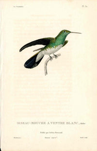 Lesson Hummingbird A Ventre Blanc LHB28