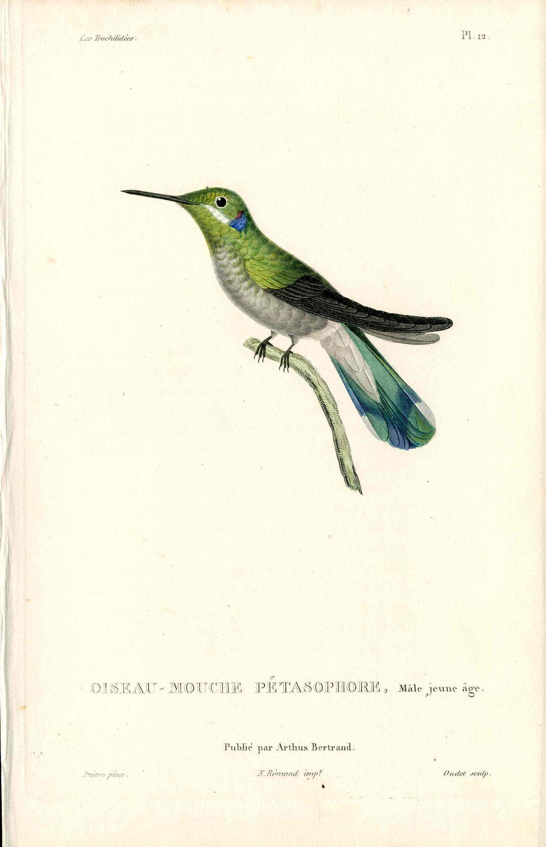 Lesson Hummingbird Pétasophore LHB29