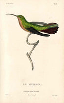 Lesson Hummingbird Le Mazeppa LHB30