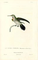 Lesson Hummingbird Rubis-Topaze LHB32