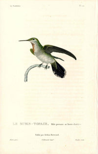 Lesson Hummingbird Rubis-Topaze LHB32