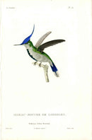 Lesson Hummingbird Loddiges LHB33