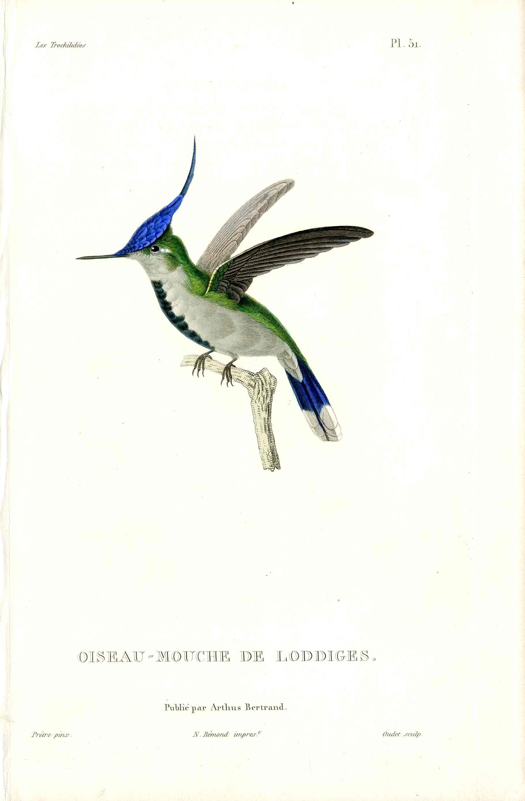 Lesson Hummingbird Loddiges LHB33