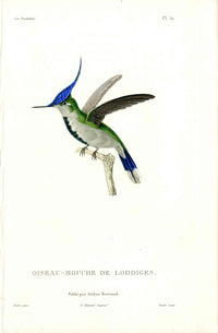 Lesson Hummingbird Loddiges LHB33