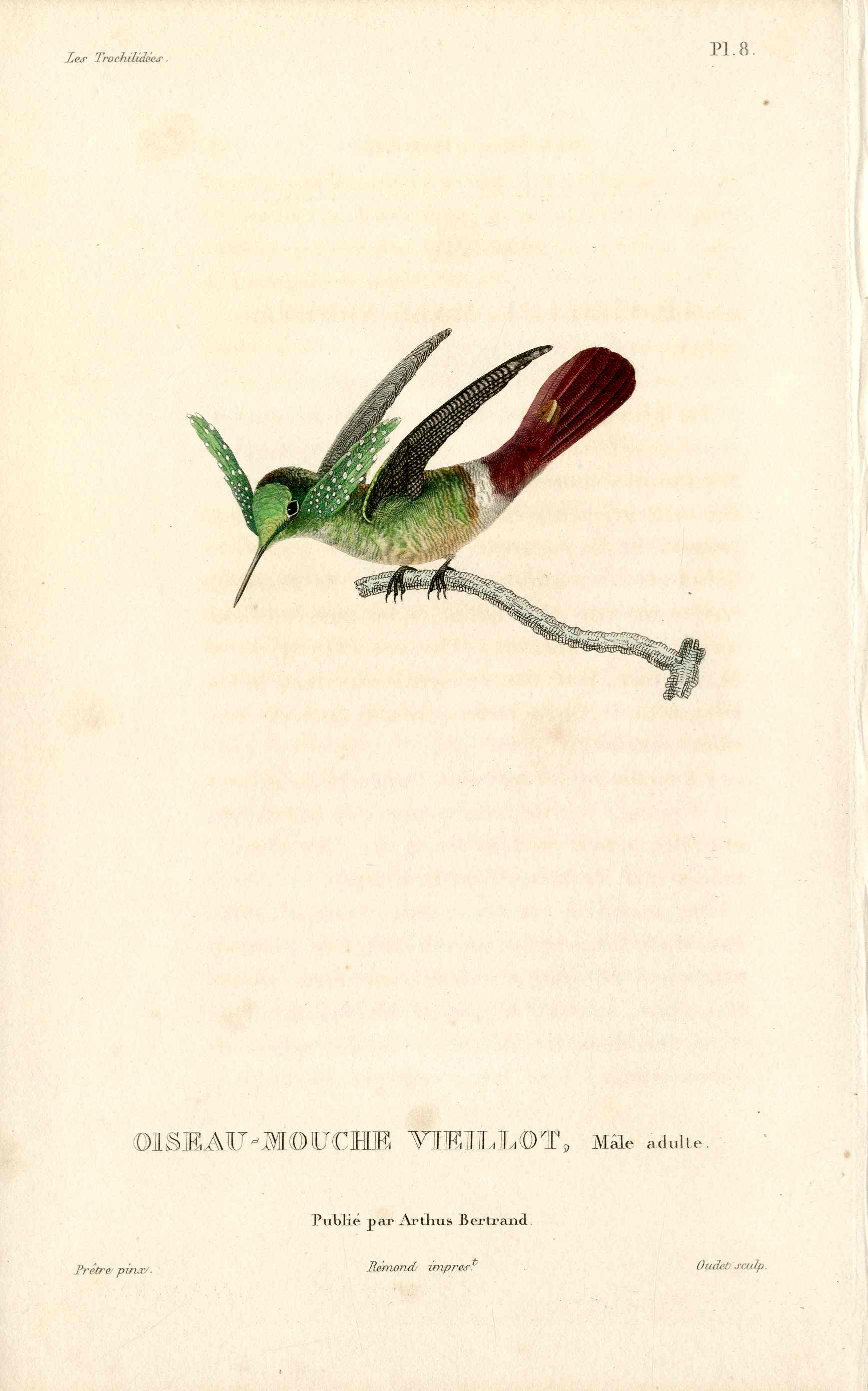 Lesson Hummingbird Vieillot LHB35