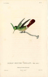 Lesson Hummingbird Vieillot LHB35