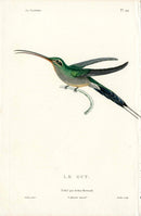 Lesson Hummingbird Le Guy LHB37