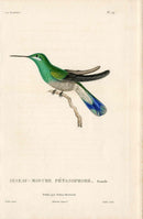 Lesson Hummingbird Pétasophore, Femelle LHB38