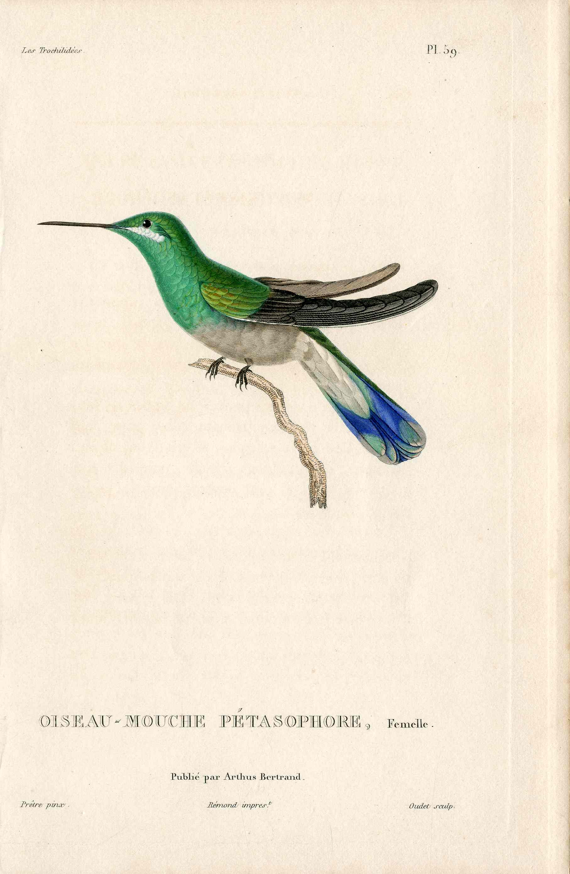 Lesson Hummingbird Pétasophore, Femelle LHB38