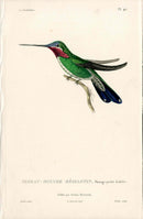 Lesson Hummingbird Médiastin LHB39