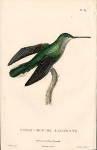 Lesson Hummingbird Latipenne LHB40