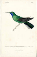 Lesson Hummingbird Ensipenne LHB41