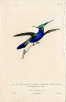 Lesson Hummingbird Plumet Bleu LHB42