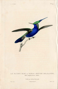 Lesson Hummingbird Plumet Bleu LHB42