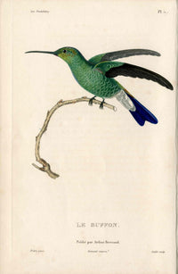 Lesson Hummingbird Buffon LHB43