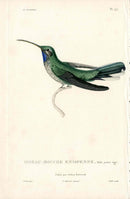Lesson Hummingbird Ensipenne, Male LHB44