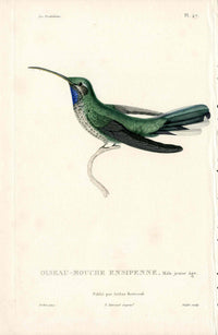 Lesson Hummingbird Ensipenne, Male LHB44