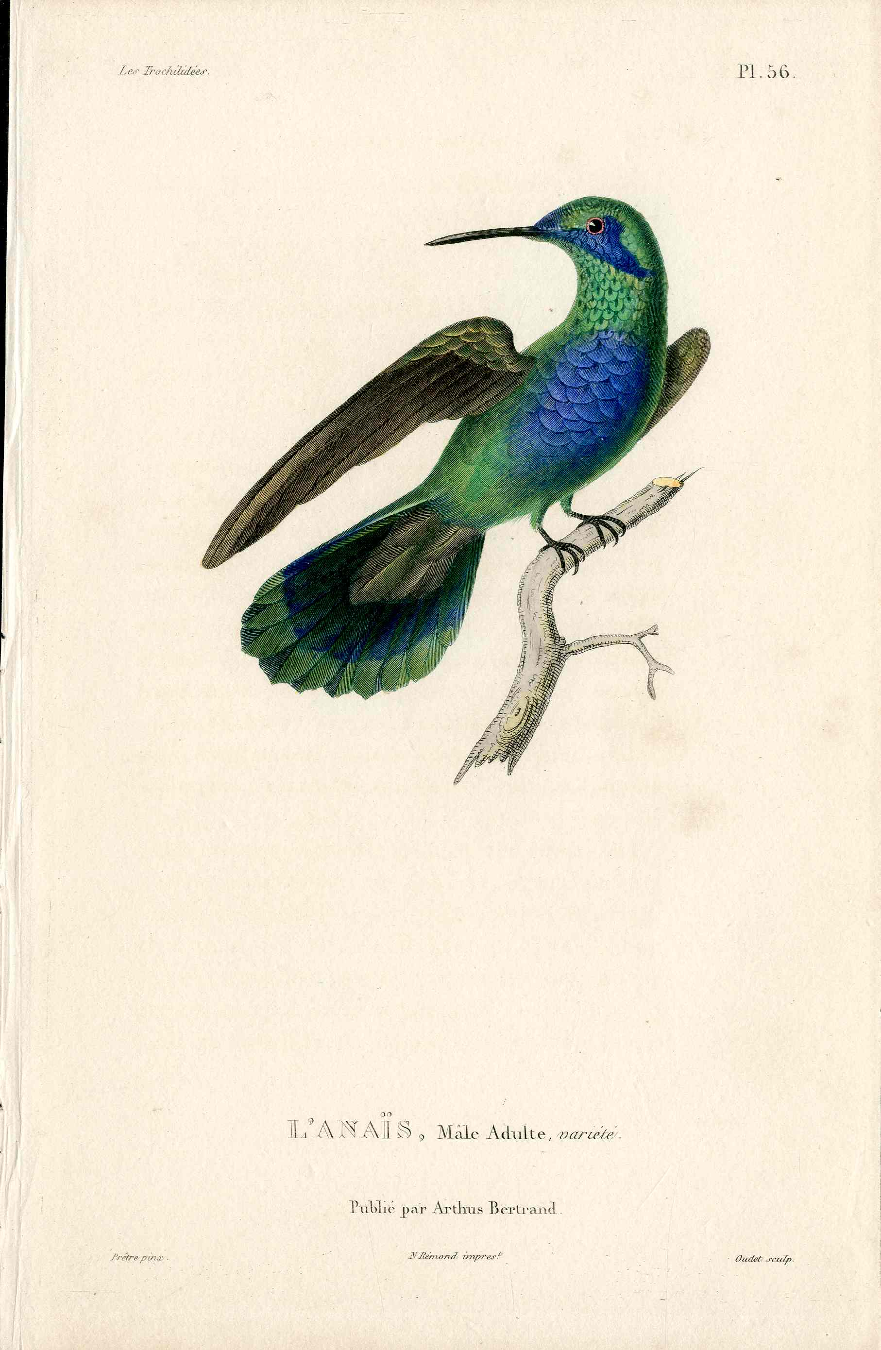 Lesson Hummingbird L'Anais, Mâle LHB45