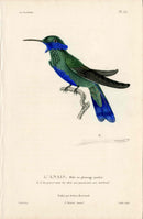 Lesson Hummingbird L'Anais, Mâle en plumage parfait LHB46