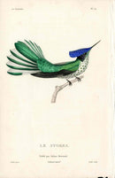 Lesson Hummingbird Le Stokes LHB47