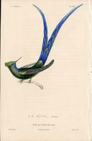 Lesson Hummingbird Le King LHB48