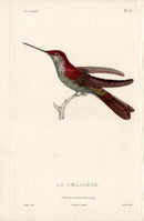 Lesson Hummingbird La Coeligène LHB49